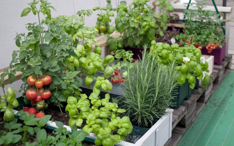 Urban Gardening: How to Grow Food in Limited Spaces